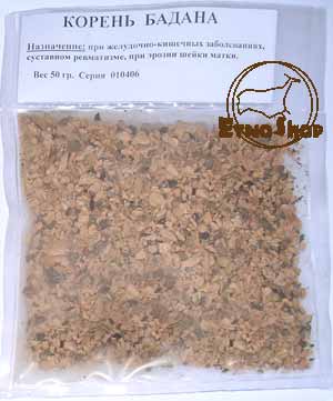 Бадан толстолистный, камнеломка толстолистная, салай, качинцы, кояшан (Bergenia crassifolia L.)