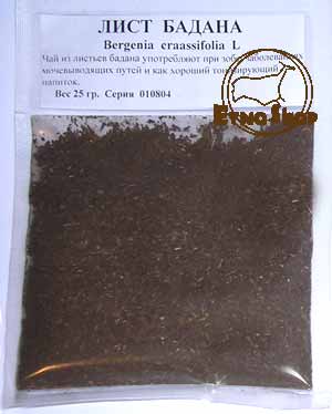 Бадан толстолистный, камнеломка, салай, качинцы, кояшан (Bergenia crassifolia L.)